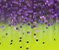 Purple Chartreuse (DT)