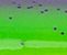 Purple Chartreuse (ZL)