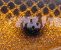 Spotted Bullhead (RoGi)