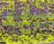 Purple Chartreuse (EW)